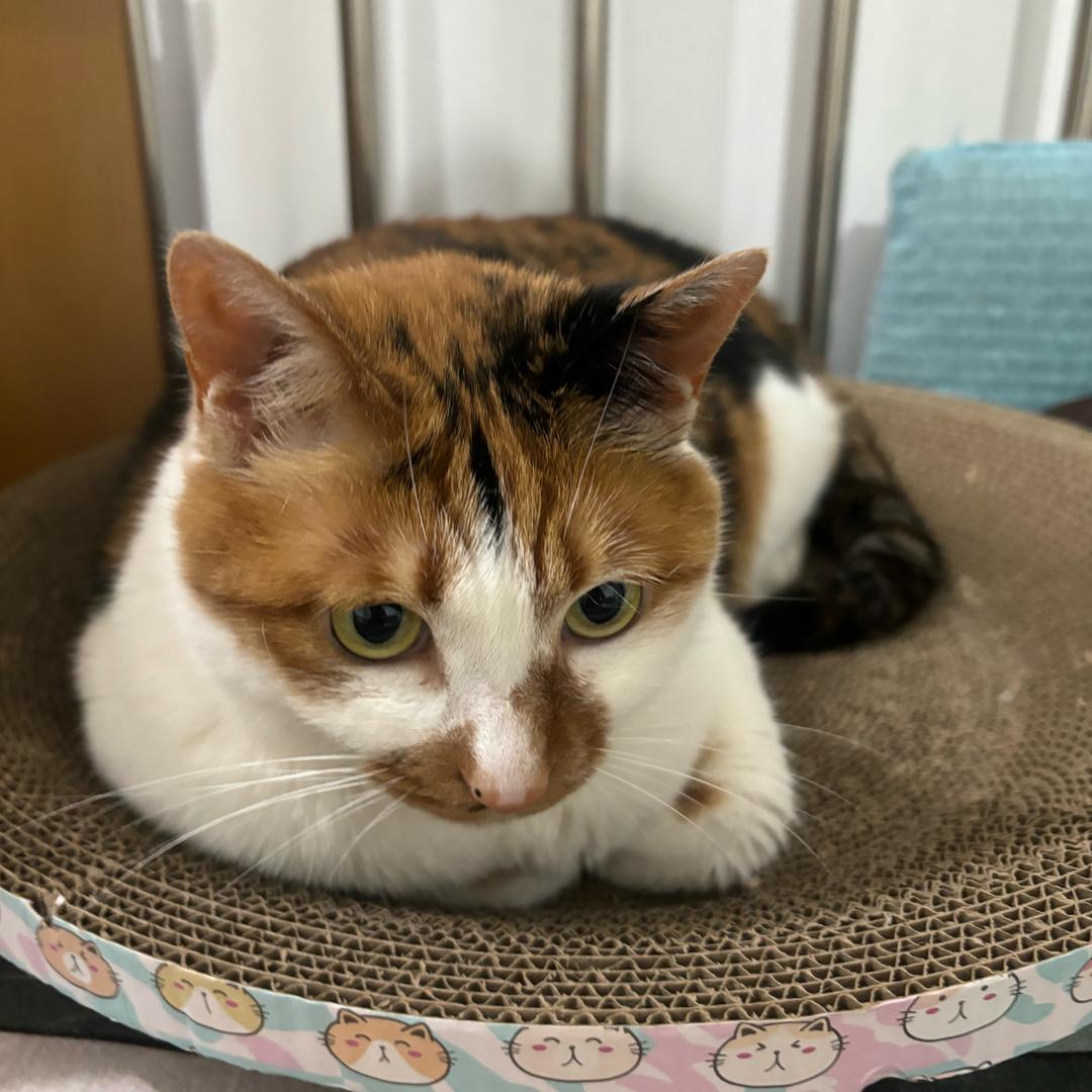 阐释者