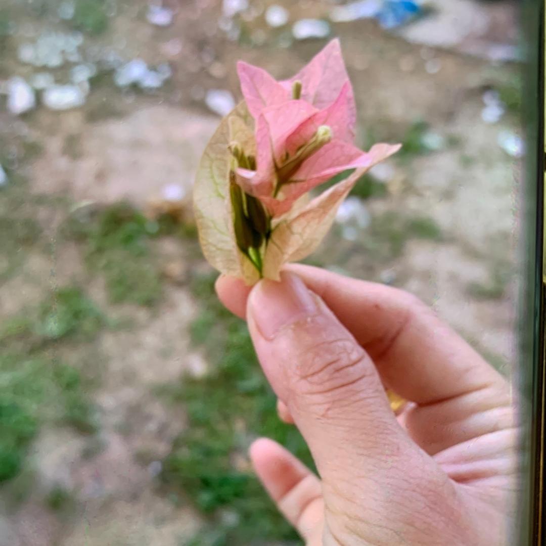 卖花女青年🌹