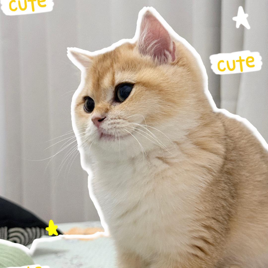 贾洛夕
