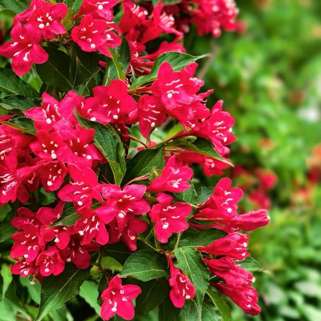 公爵美人赋花潮品阁