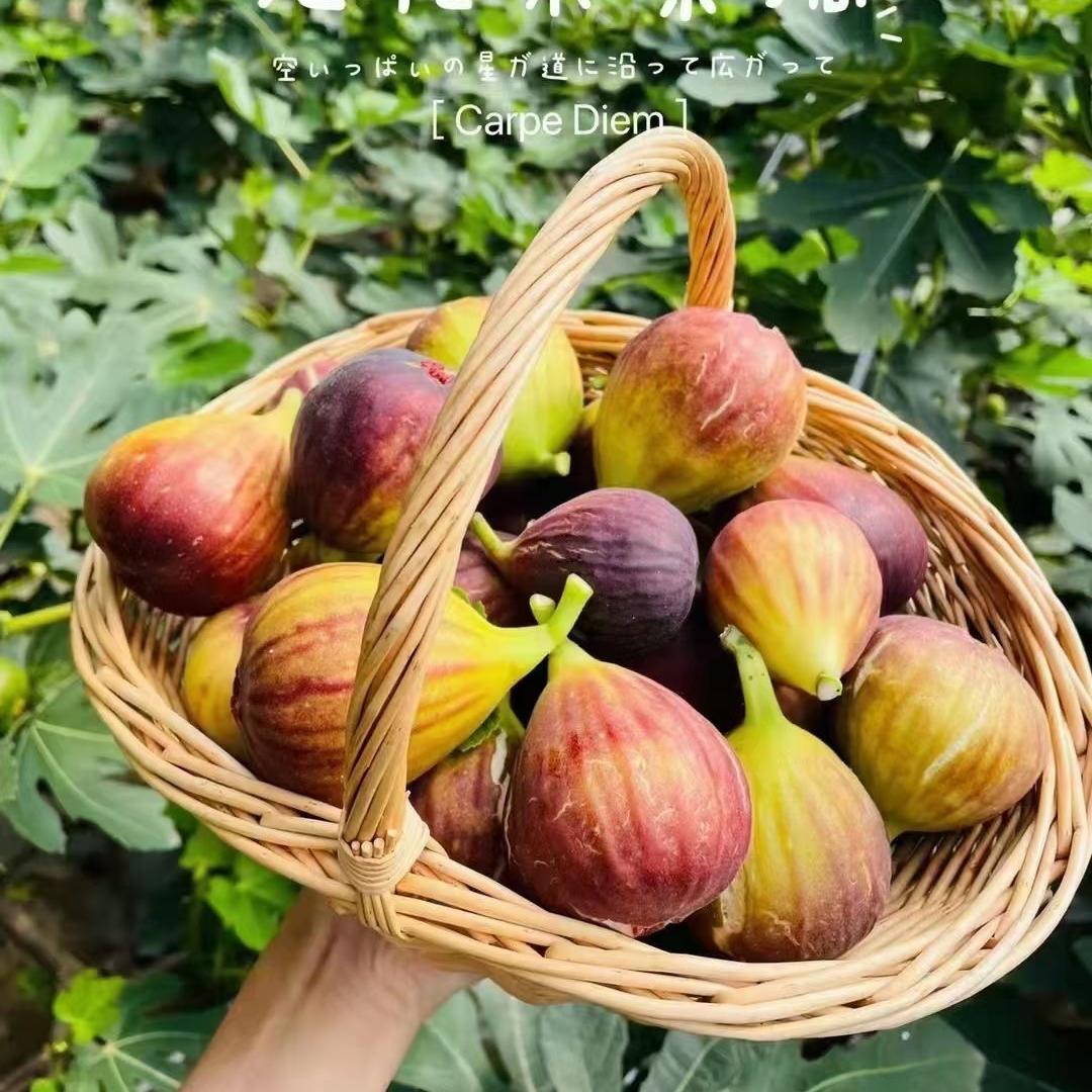 铁岭益健缘农场新鲜达良田优果