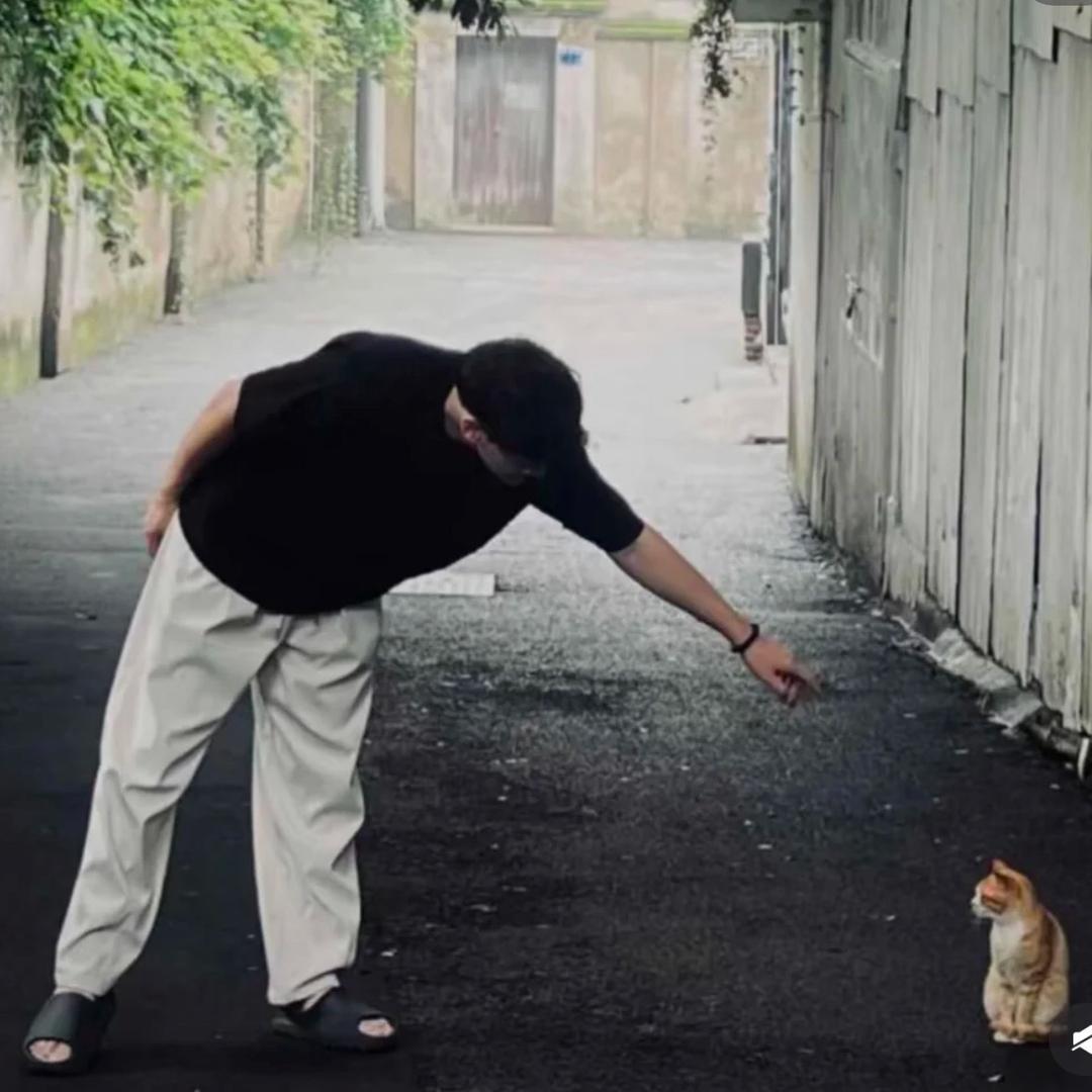 流浪小猫