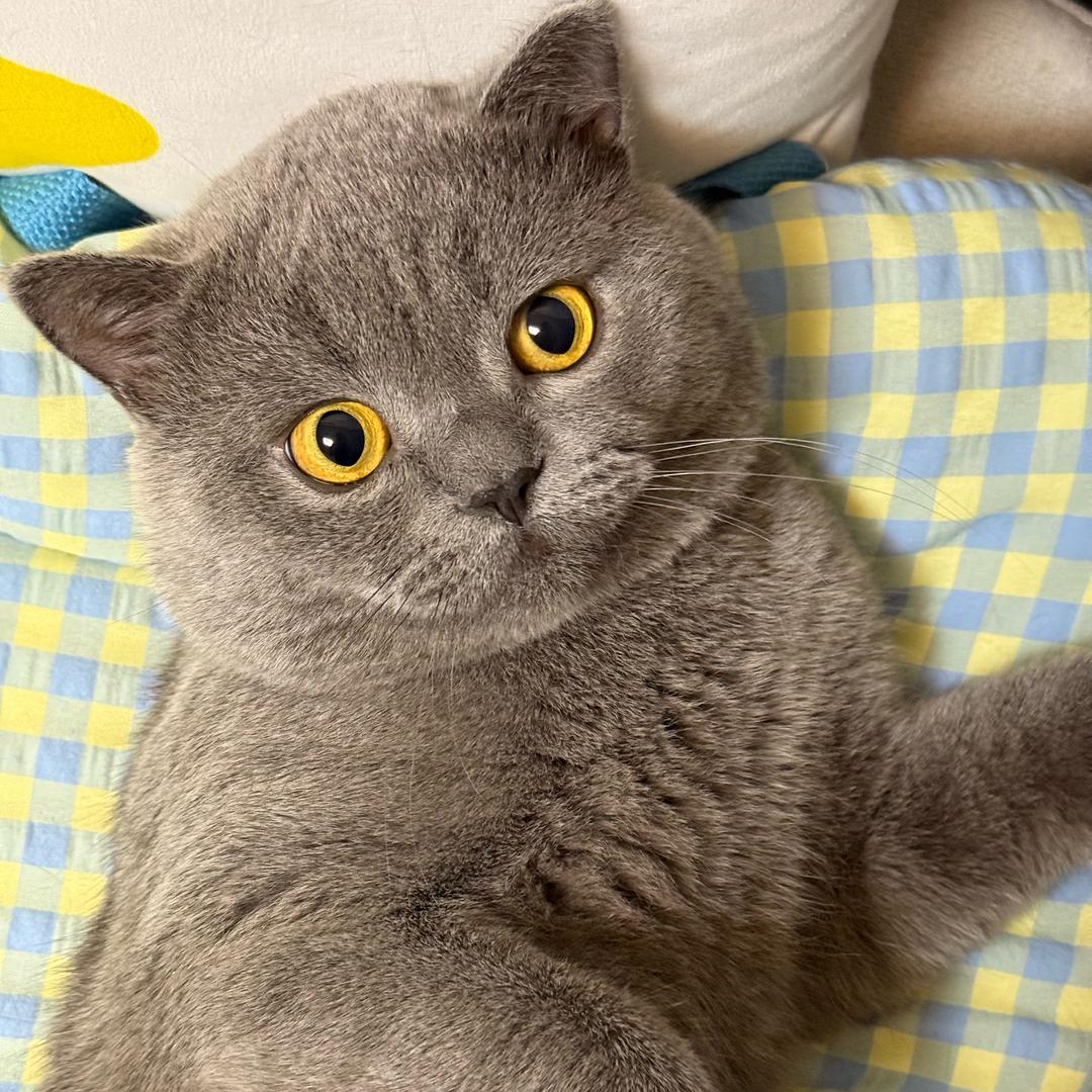 十一是只猫
