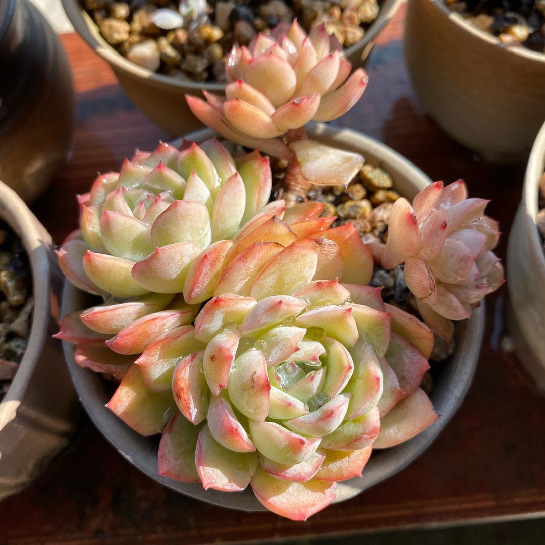 爱多肉的老阿姨