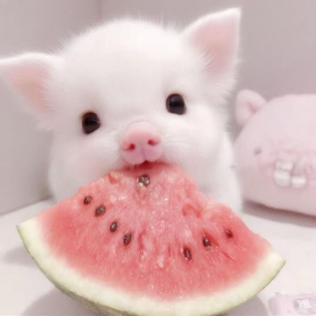 小蛋挞