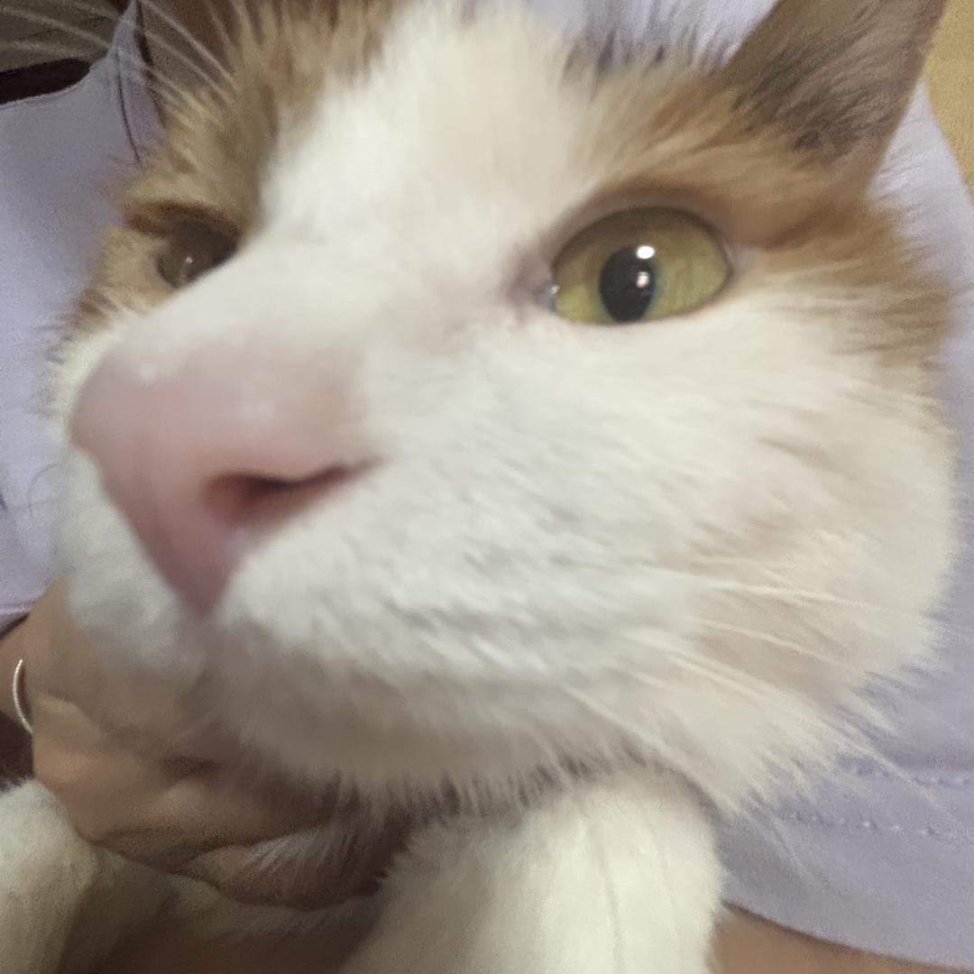 逆风局局长