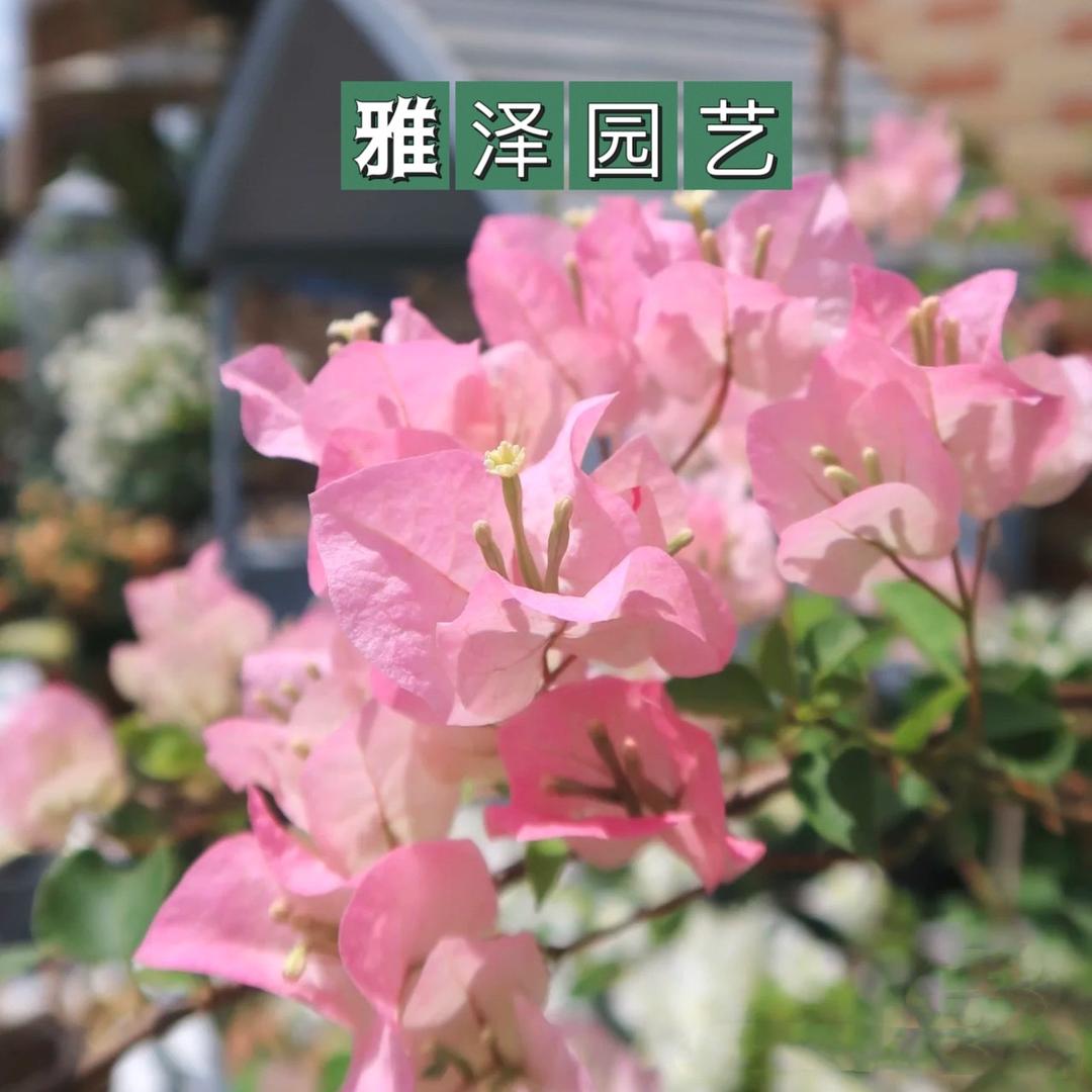 雅泽园艺