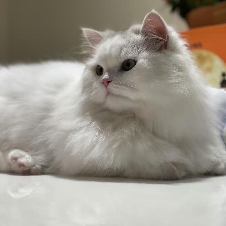 游花花