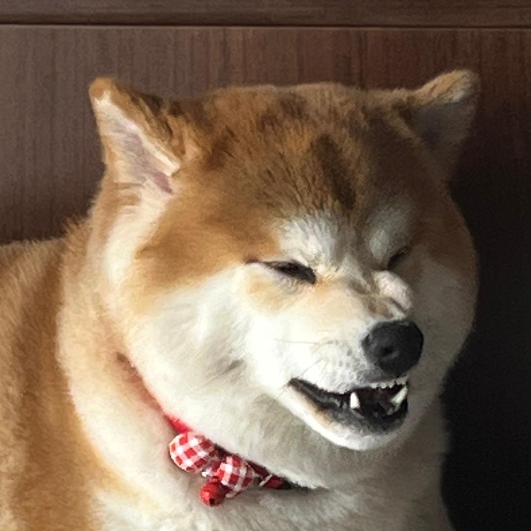 肥柴奇多