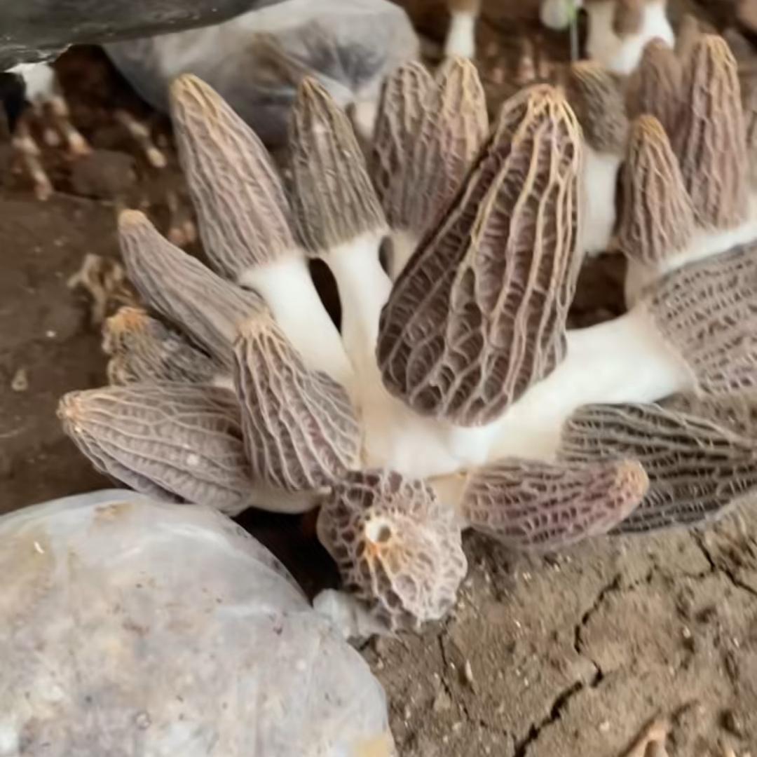 盛收菌业