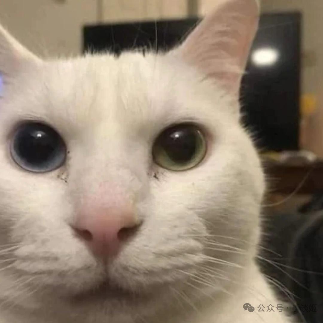 狡猾滴汉堡包
