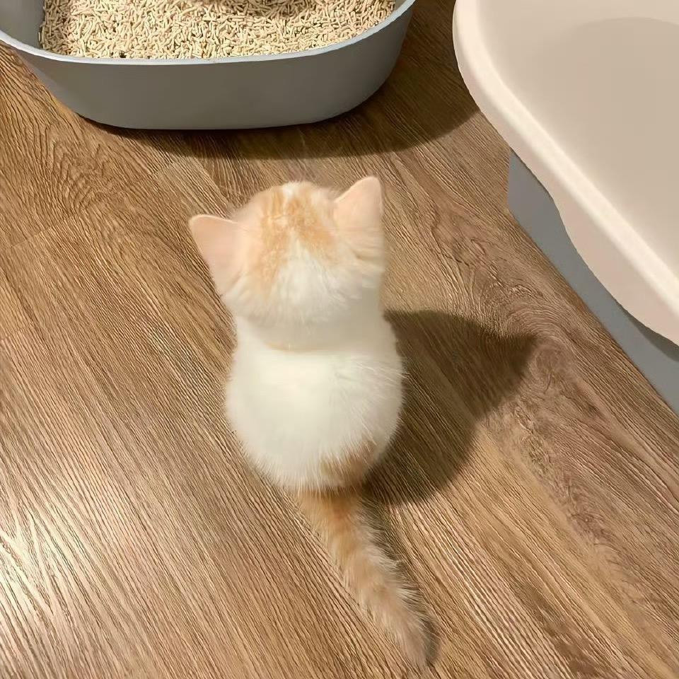 🐈喵咪王