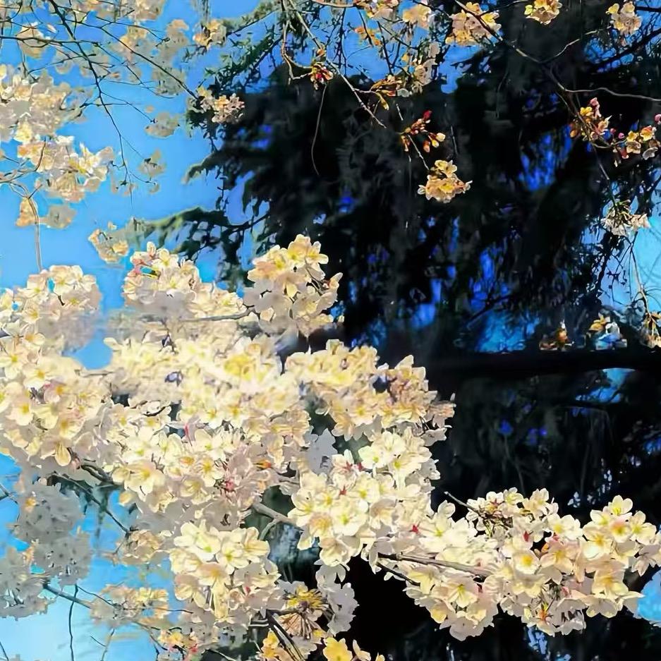 花怎么会落呢？