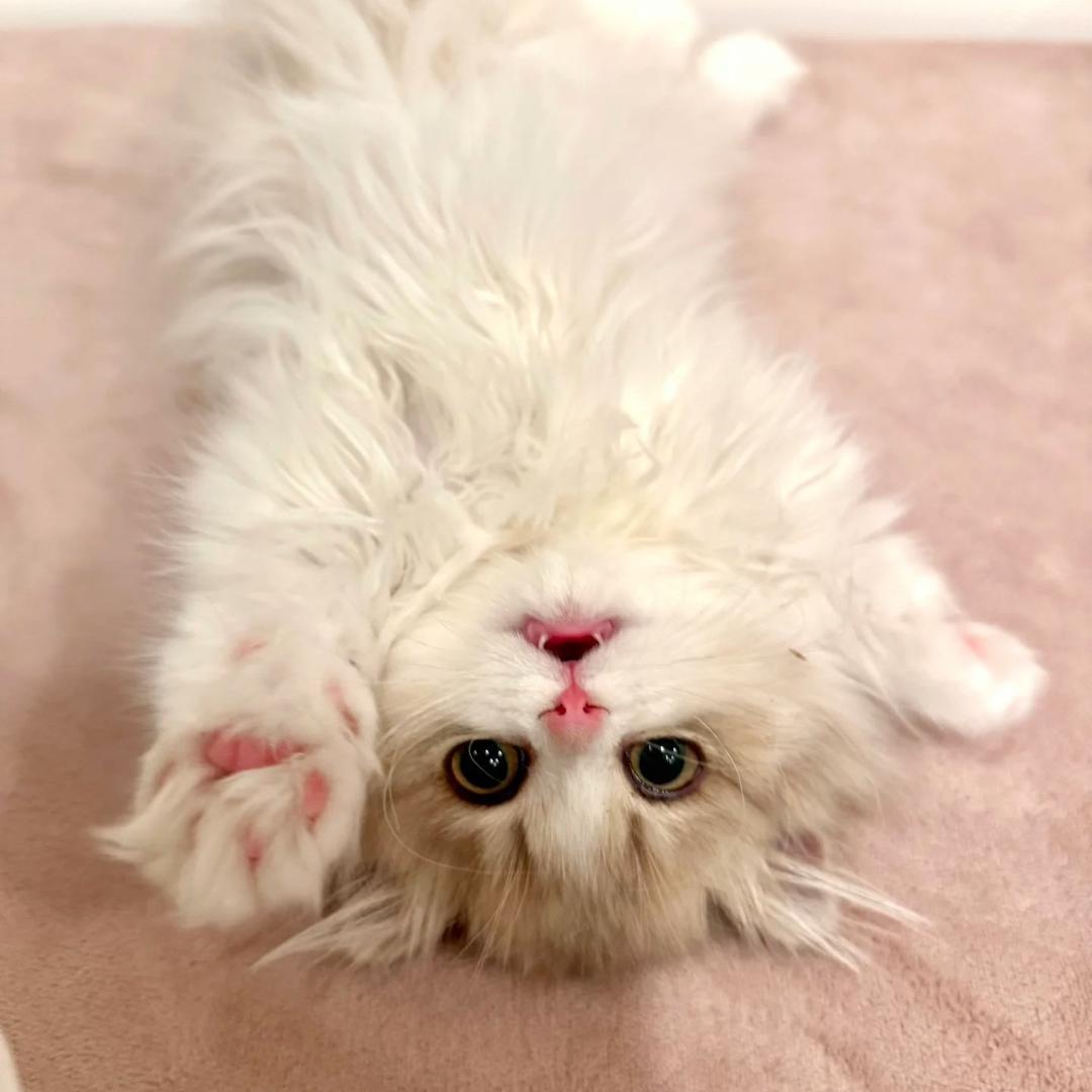 爱喵人士不养猫🐱🐱