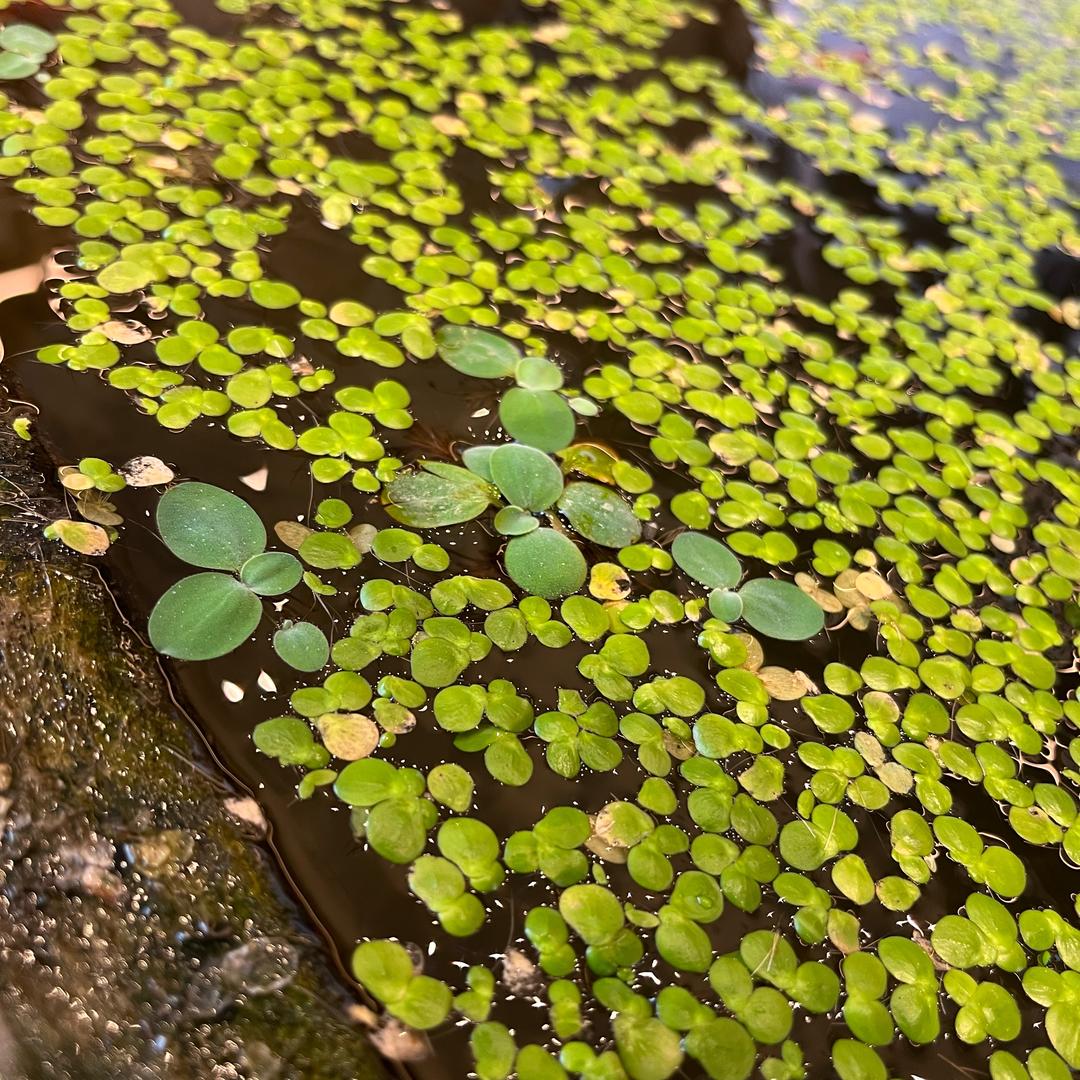 也无风雨也无晴