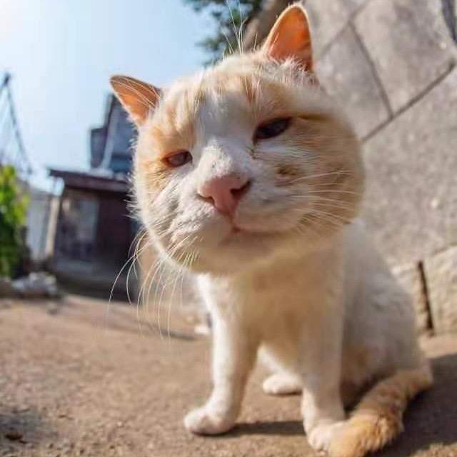 传奇胖鸡