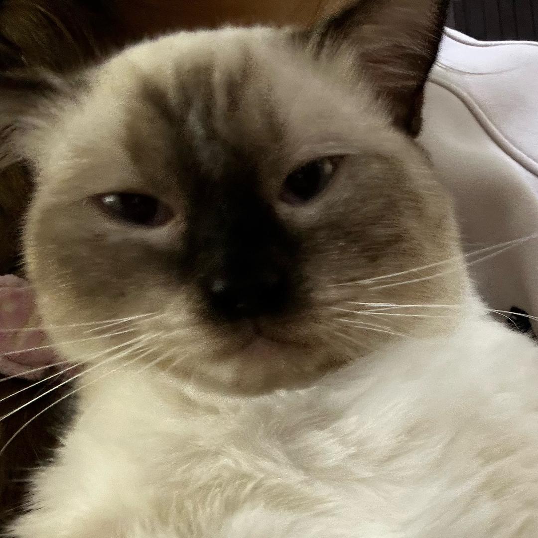 是小葵啊
