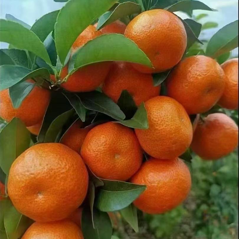 🇨🇳明日天涯🇨🇳
