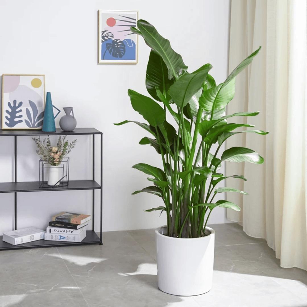 植选园艺精品
