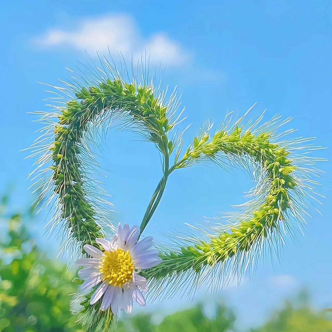 莎莎