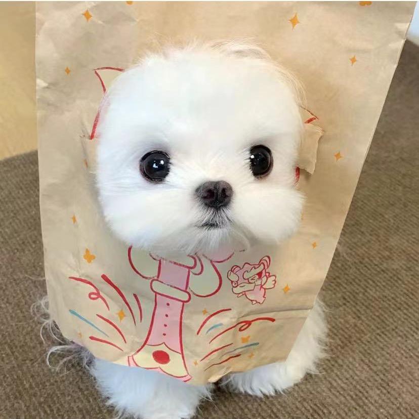 吃不吃香蕉