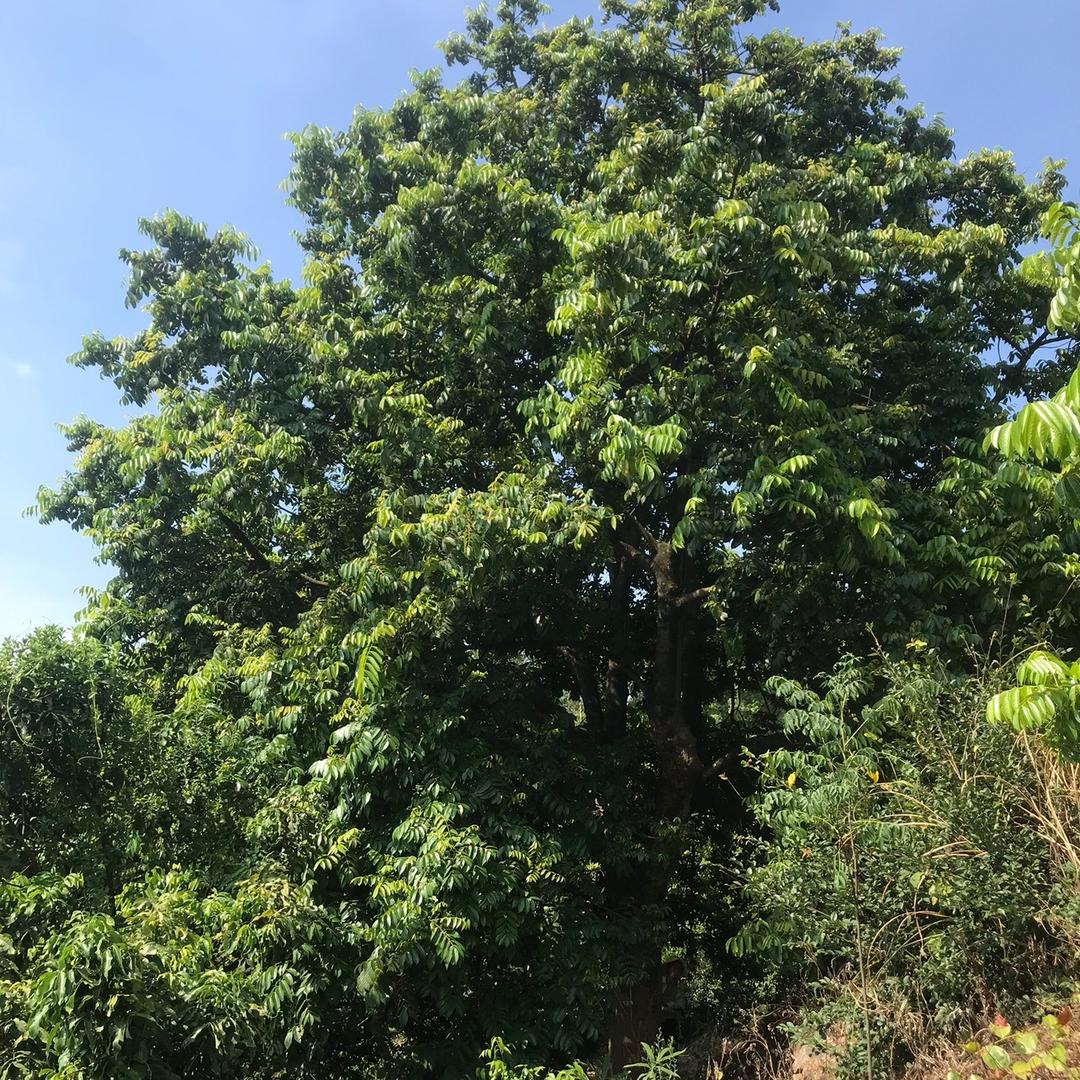 福建橄榄特产