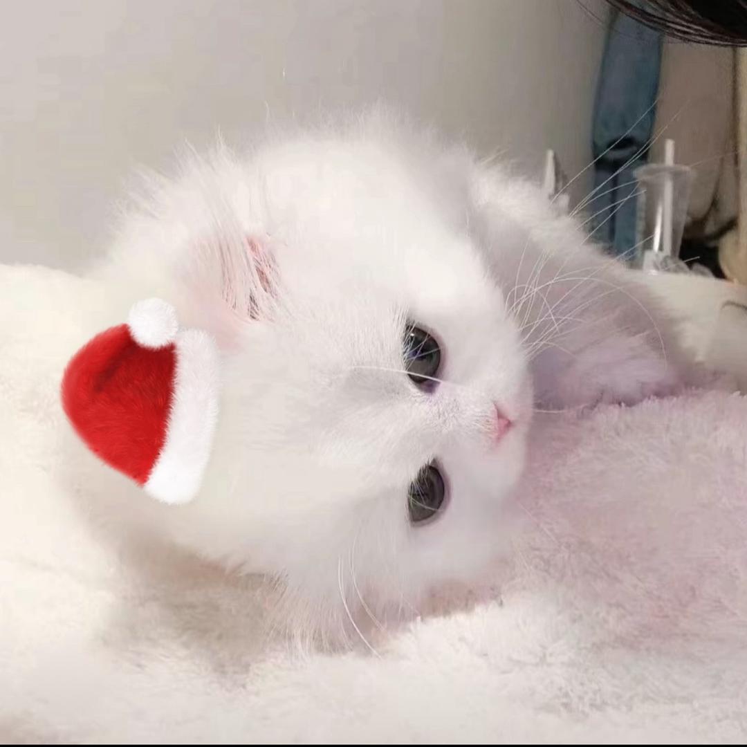 小᳐猫᳐੭ﾞ