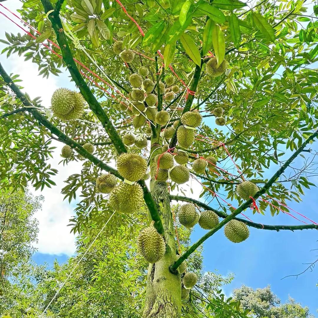 谷城县百果圆商贸有限公司366企业店