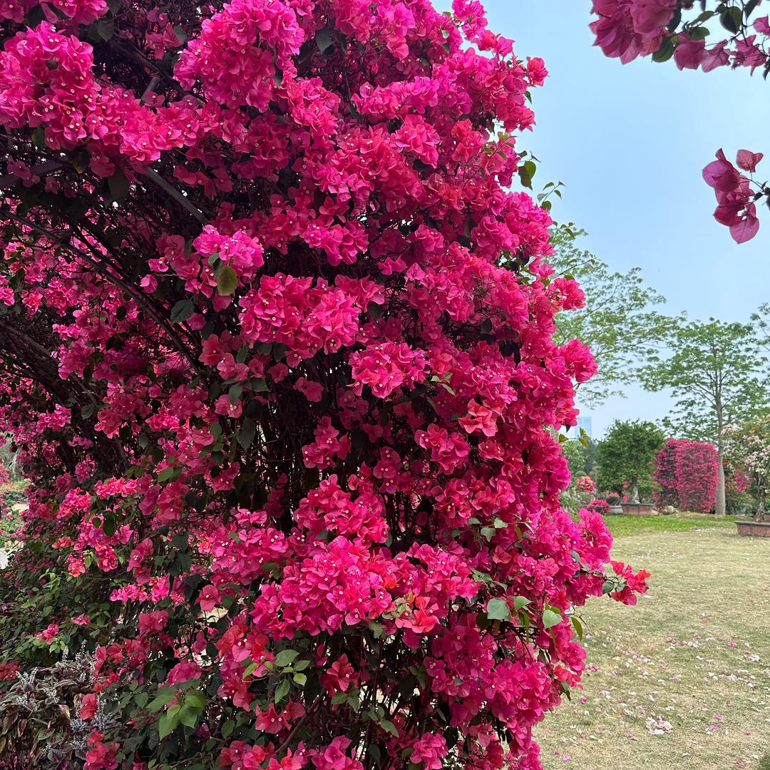 爱吃香菜