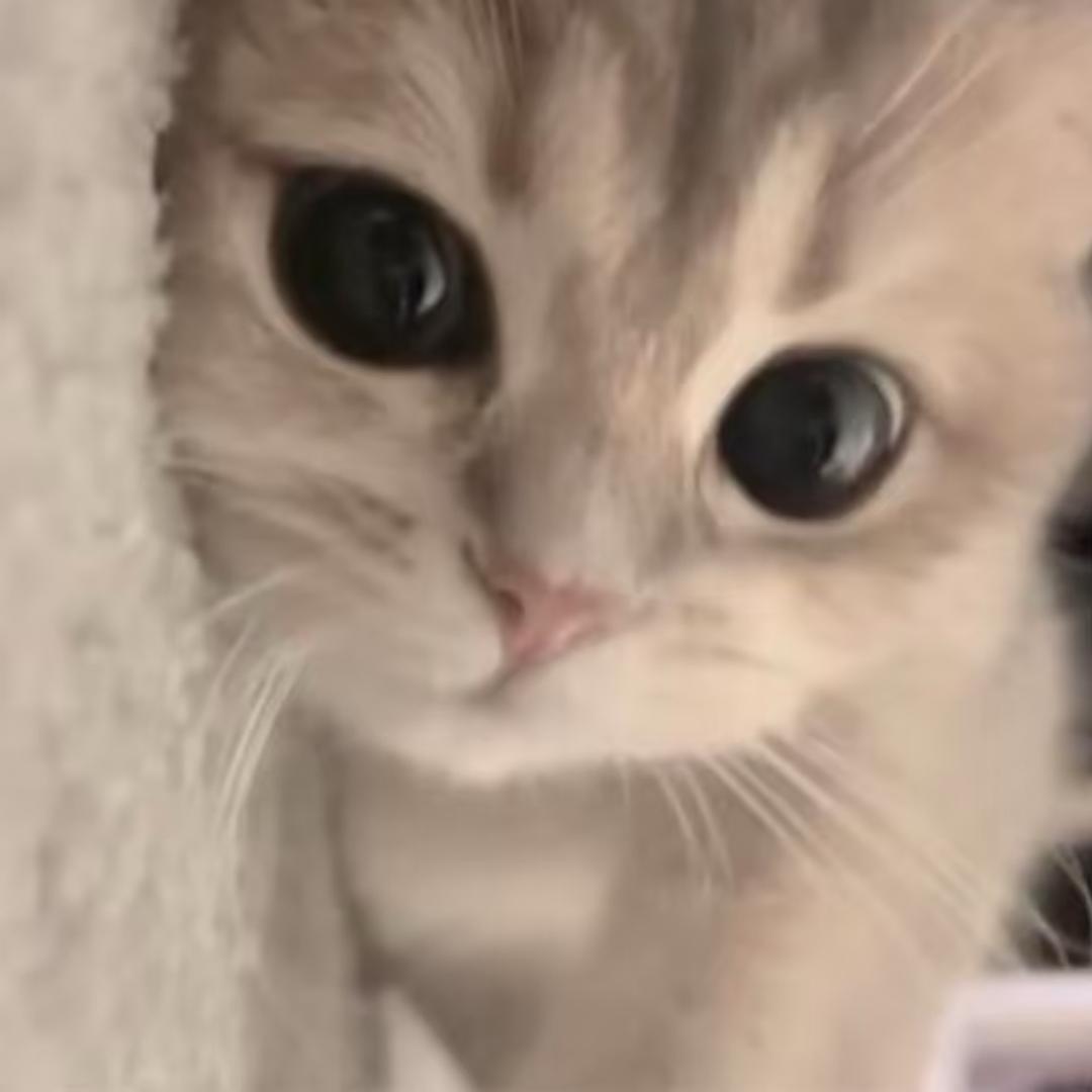 糯糯
