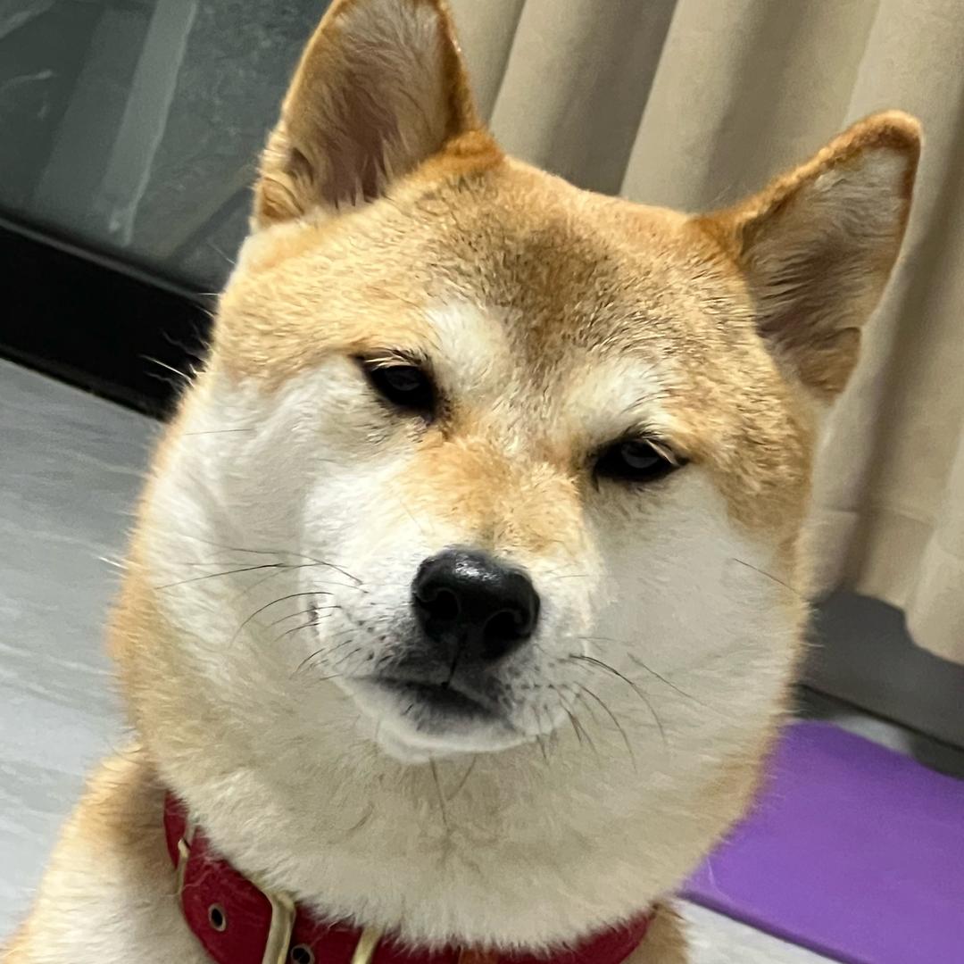 耳朵非法