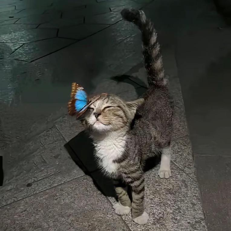妳的蝶