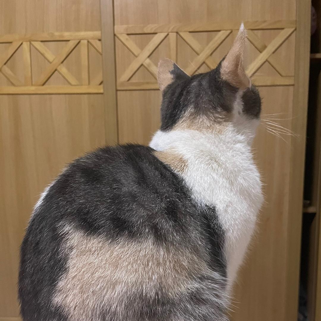 豆豆别哼唧