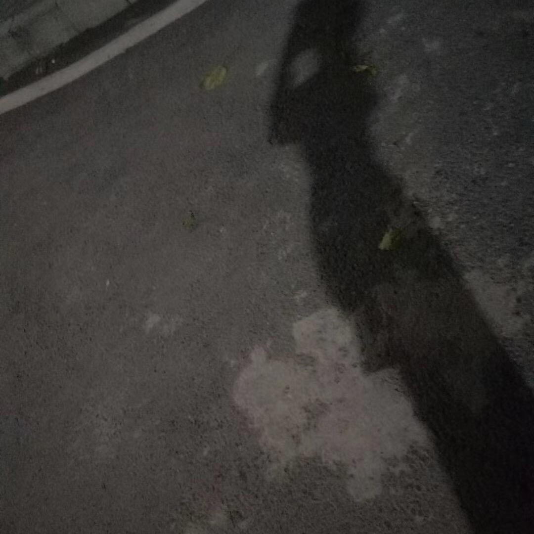谜鹿的鹿
