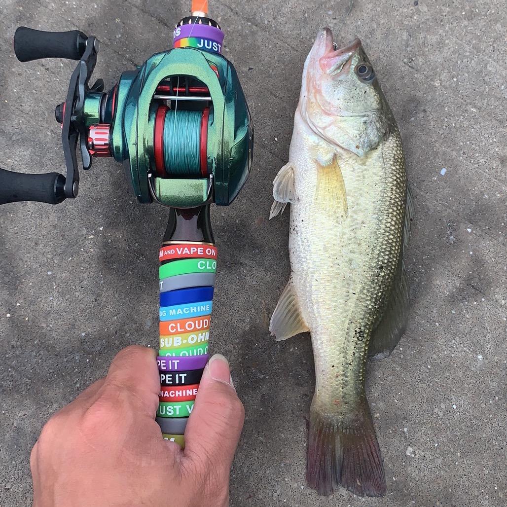 艺术家🐟（Lure）