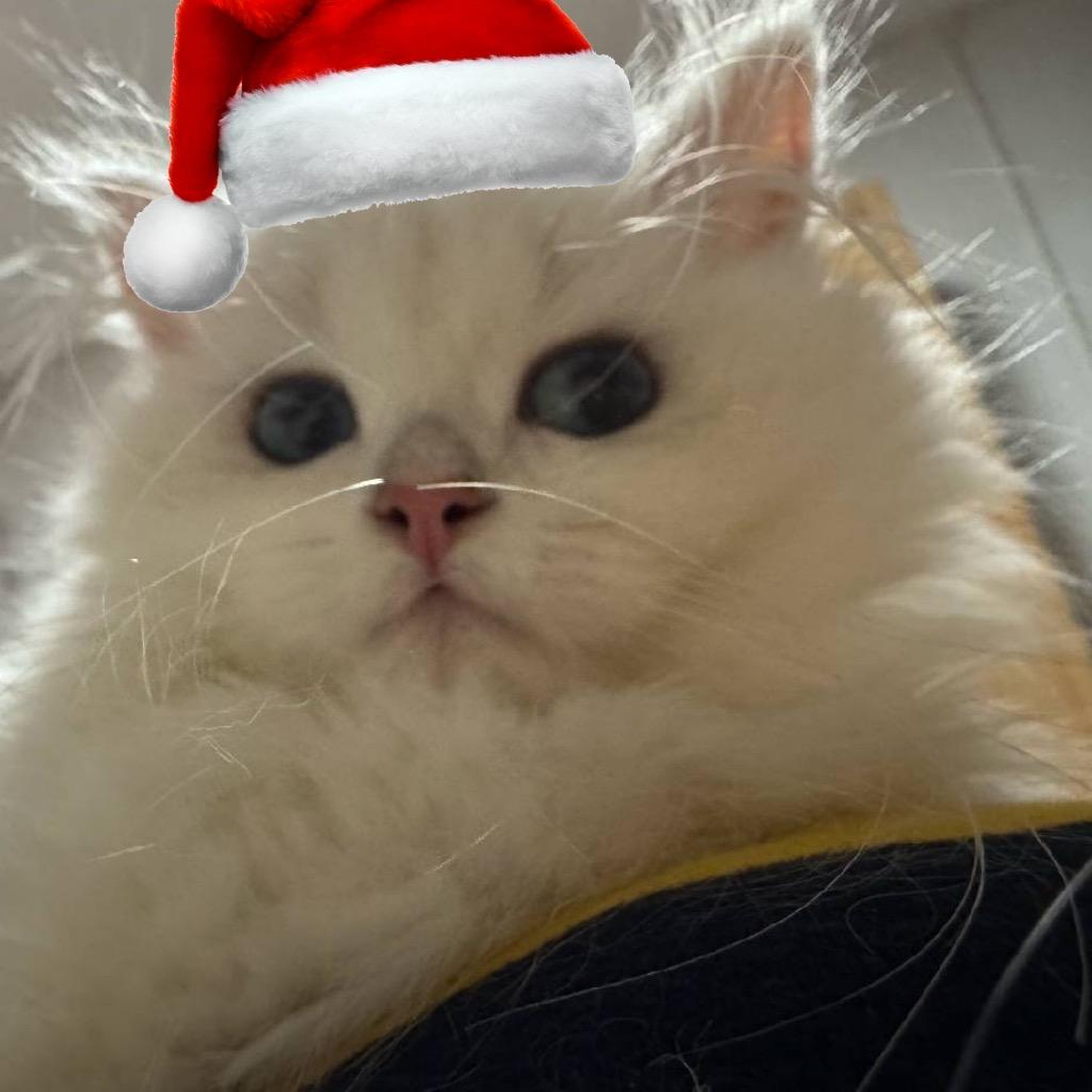 悲伤的猪大肠