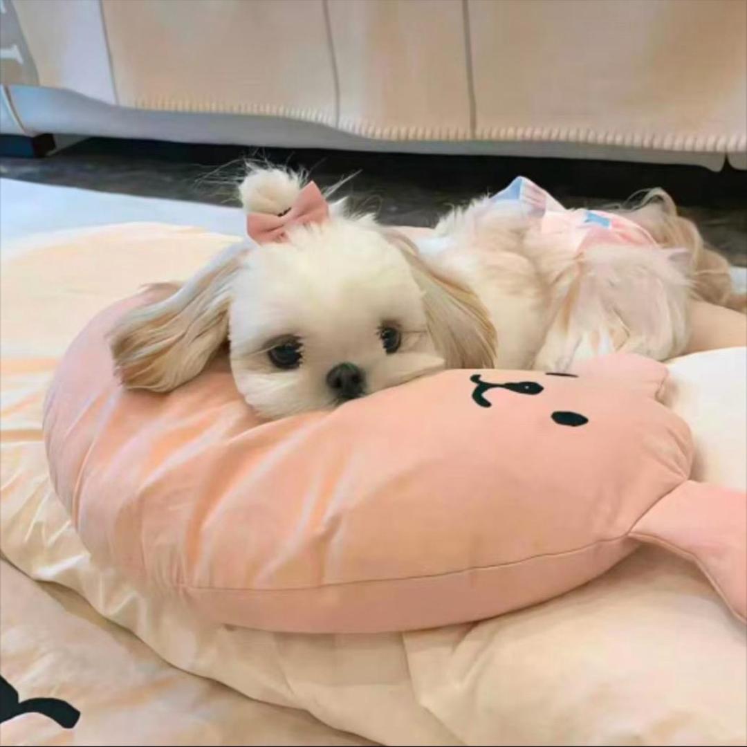 .李月