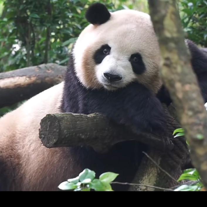 万事顺意皆