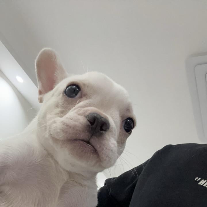 奥特曼之格斗超人