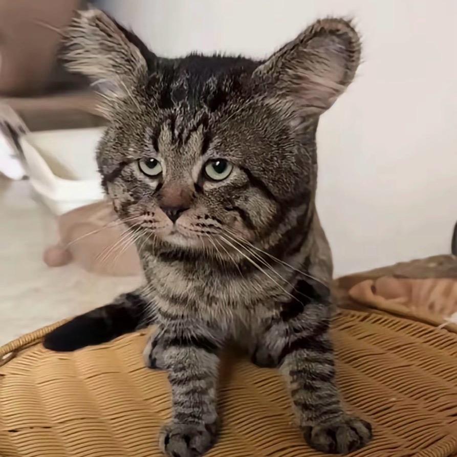 猫小妞宠物用品