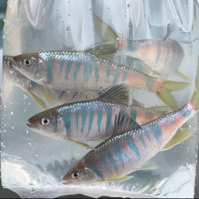 原生野钓渣渣辉