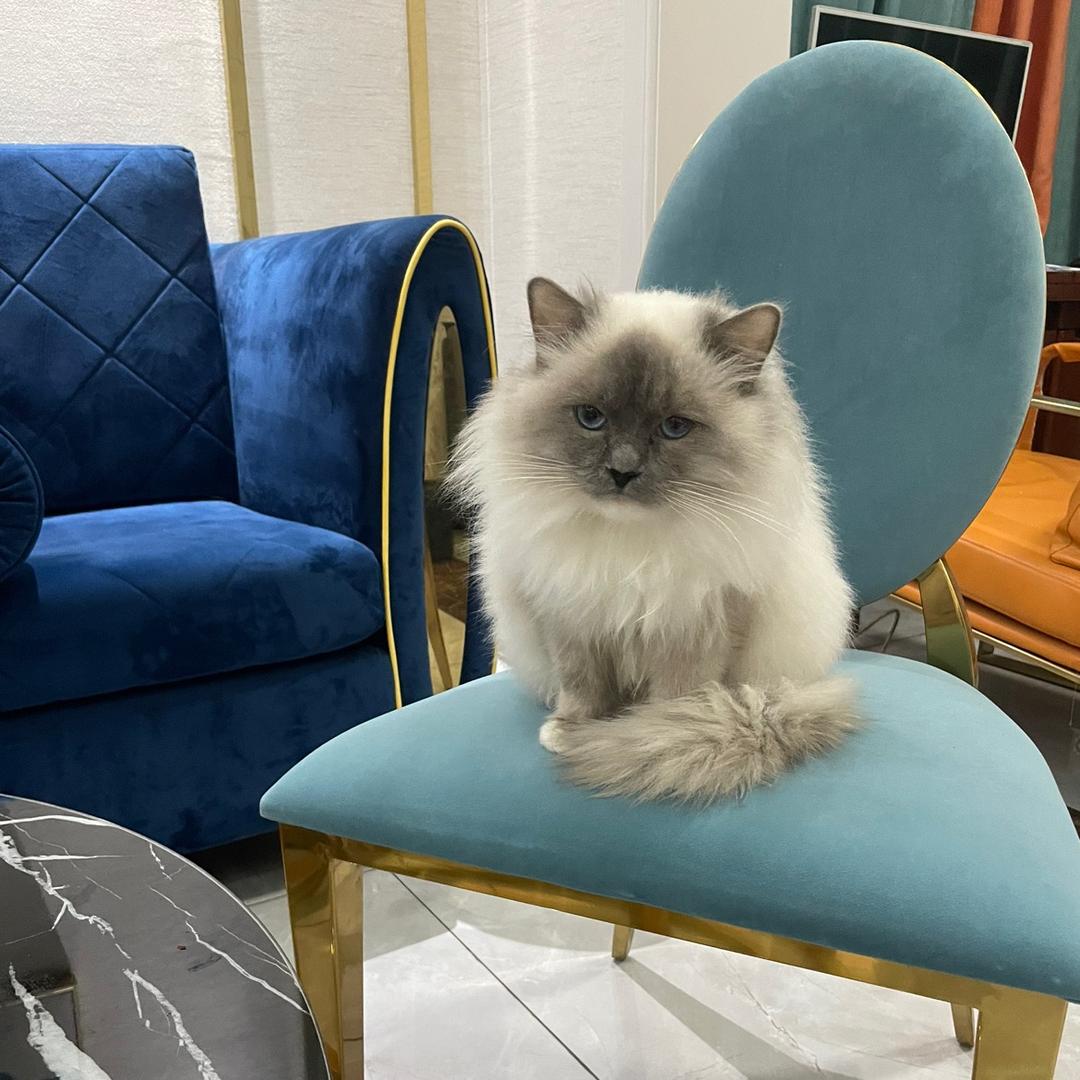 打架没有对手的猫猫