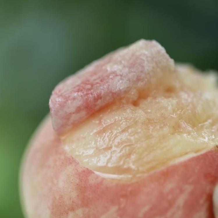 顺意苗木精选店之苗苗屋