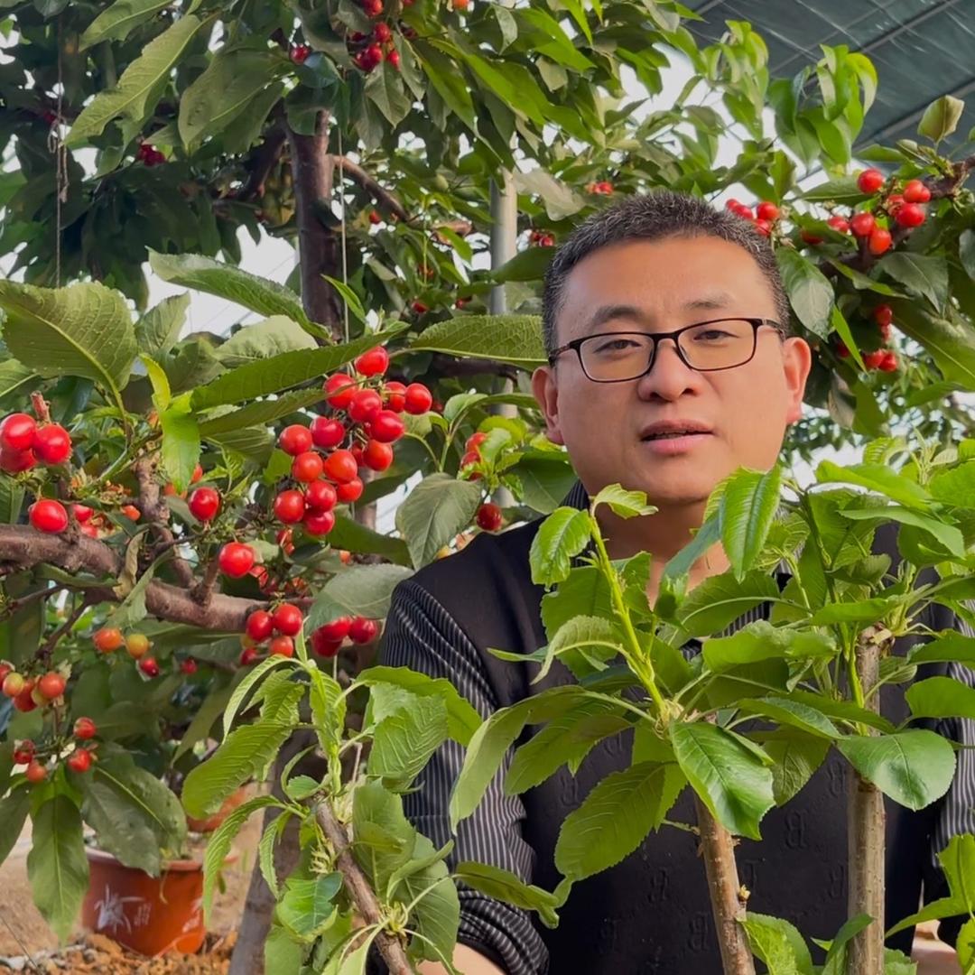 荣雅果树苗木