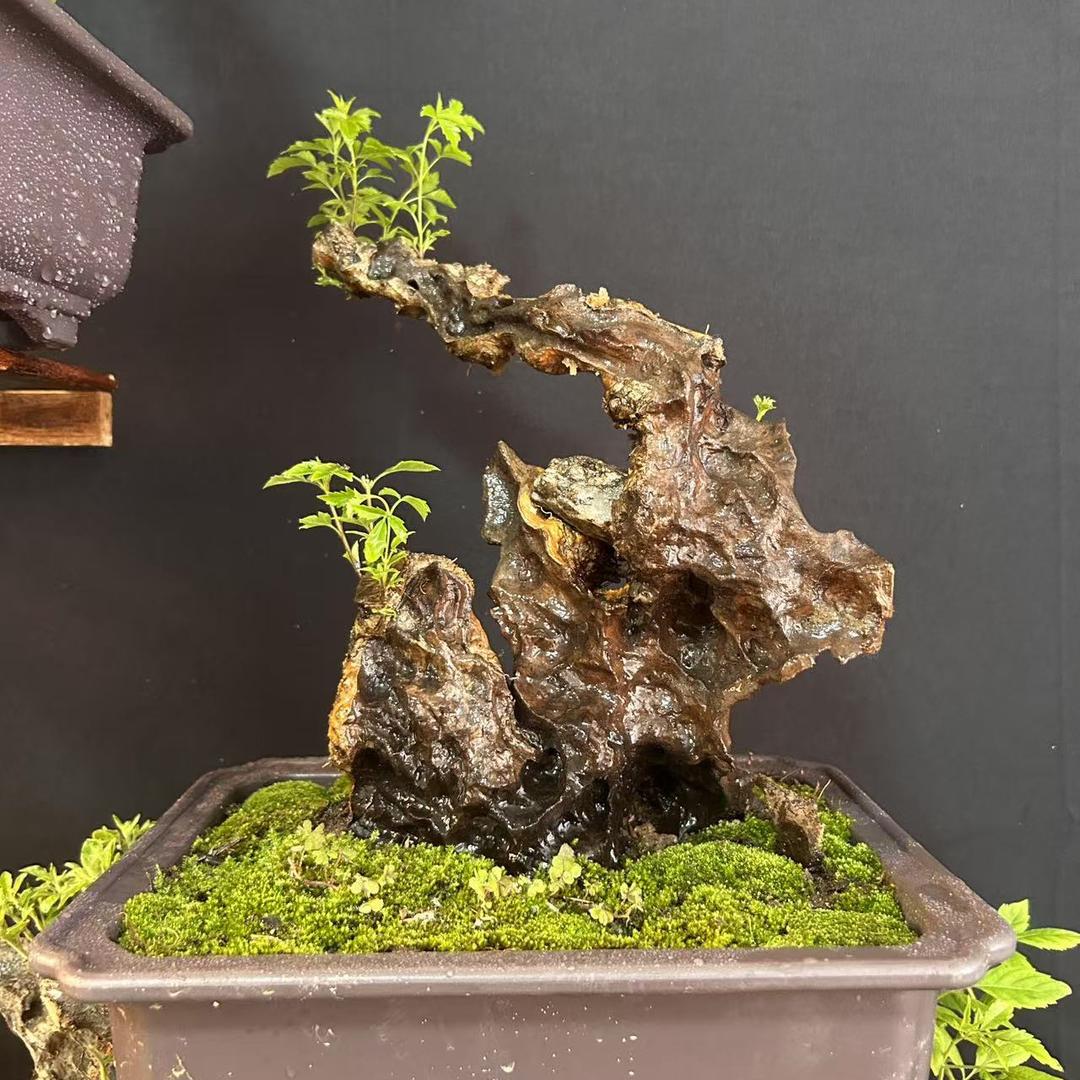 繁花绿植
