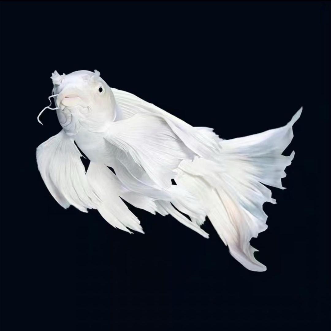 养蝴蝶鲤的彭老板