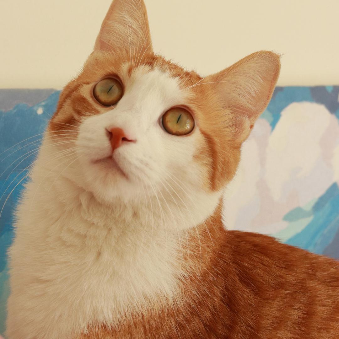 金老板🐈