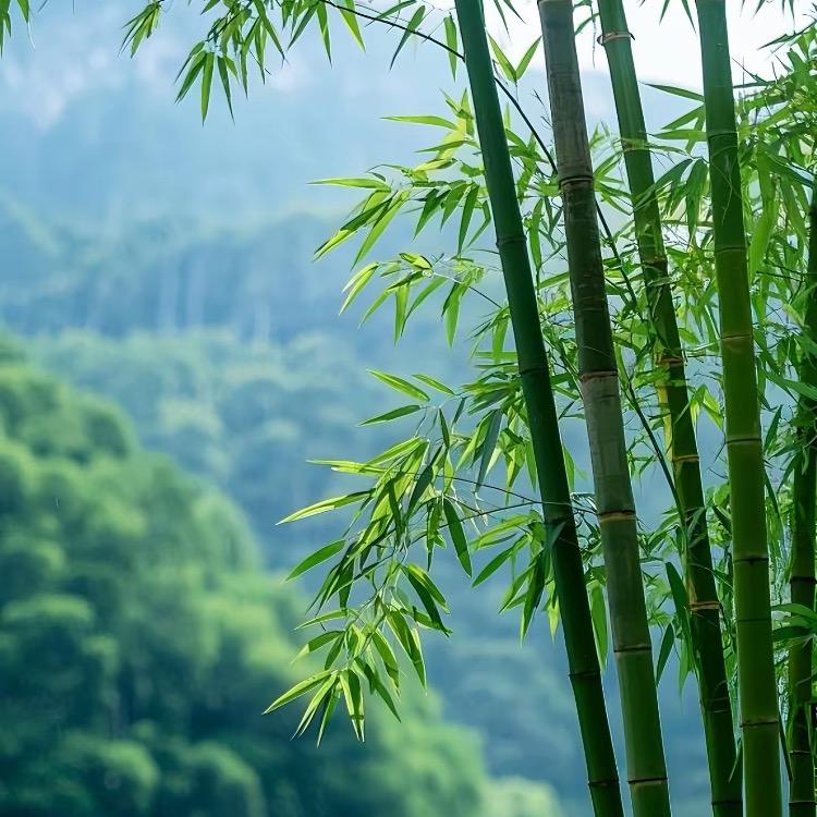 清静好物