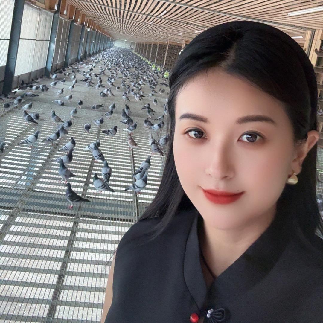江苏赛鸽小满.