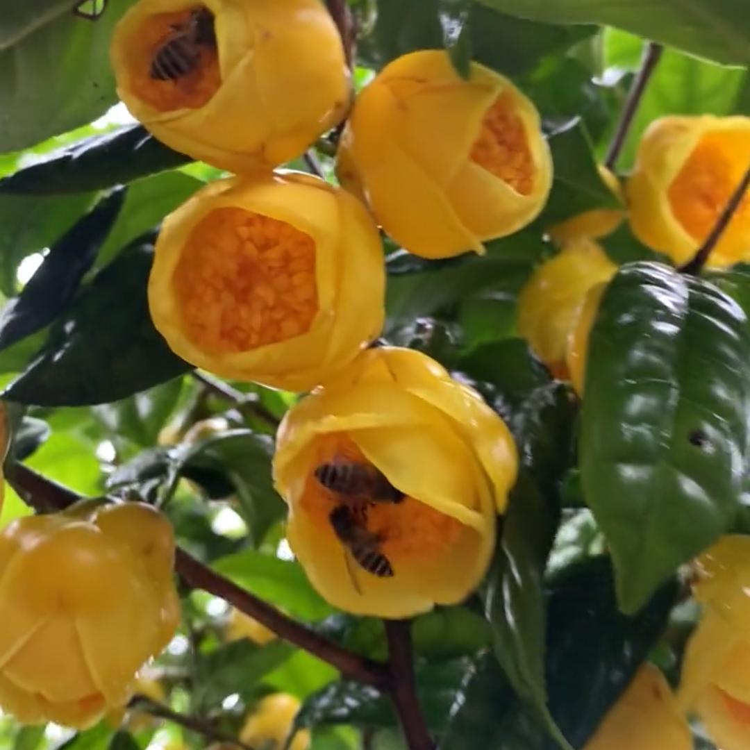 小强花卉（茶）
